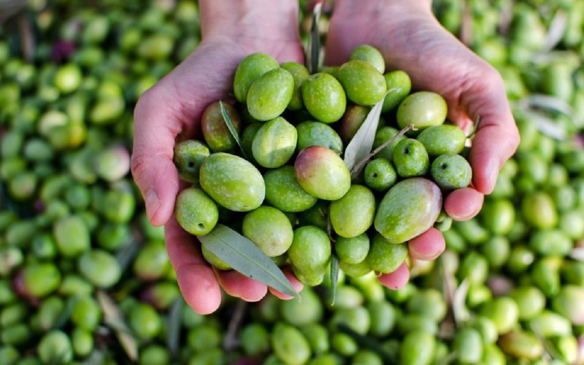 egypt-olives